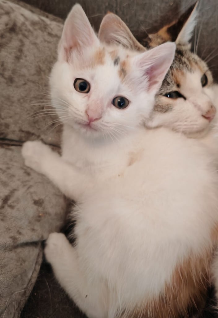 4 kittens, 3 Girls 1 Boy