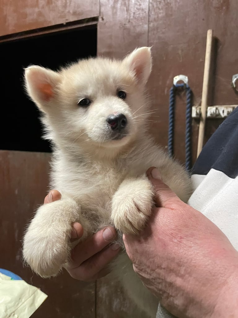 Malamute store cross puppies