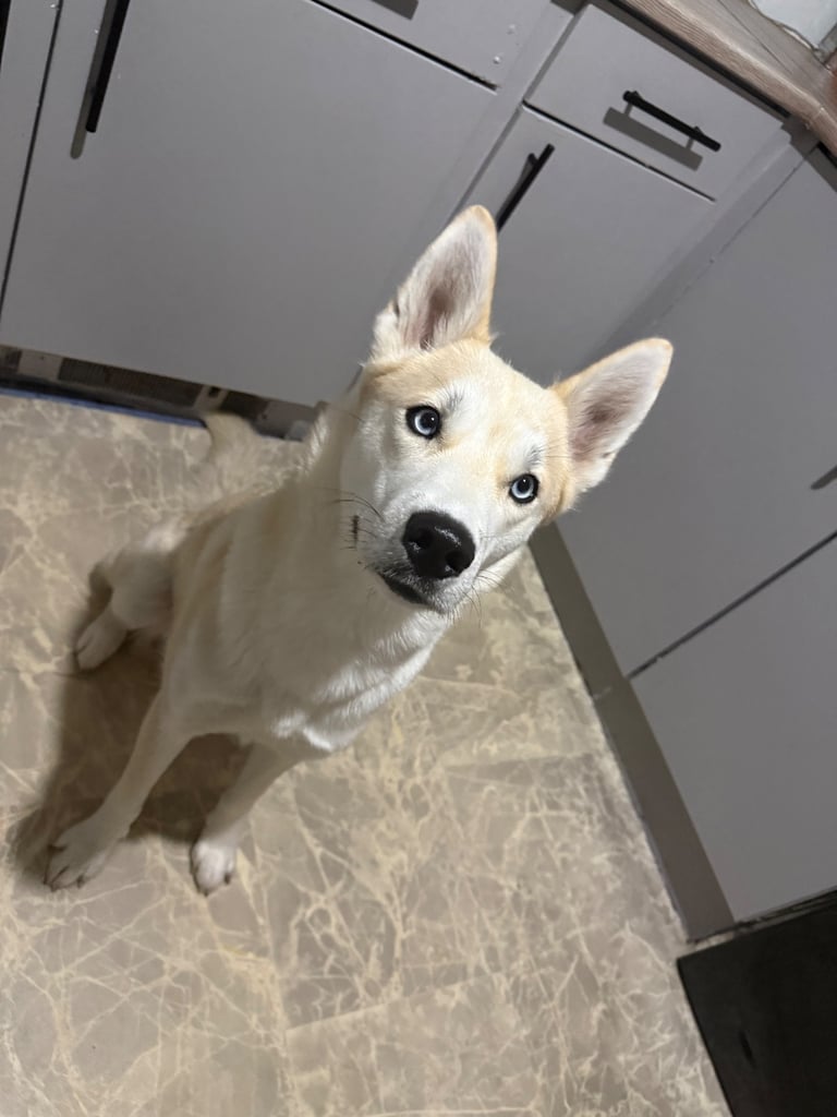 Female husky