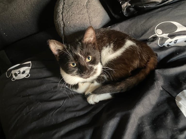 3 Kittens For Sale READY TO GO - Nuneaton 