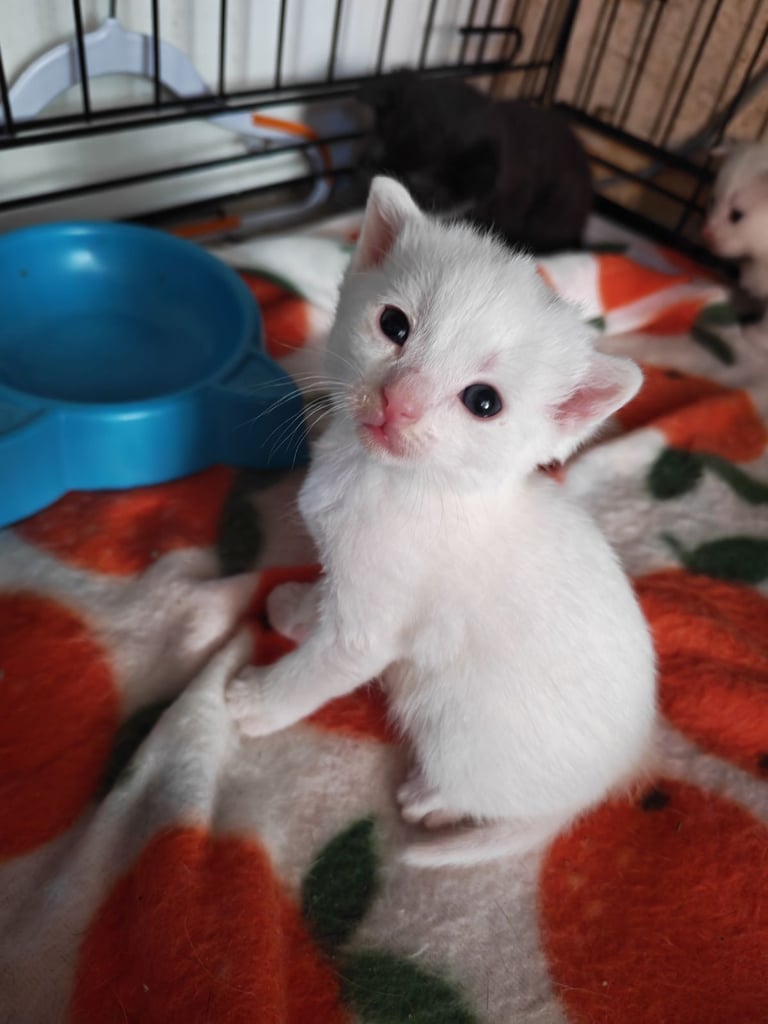 Kittens 