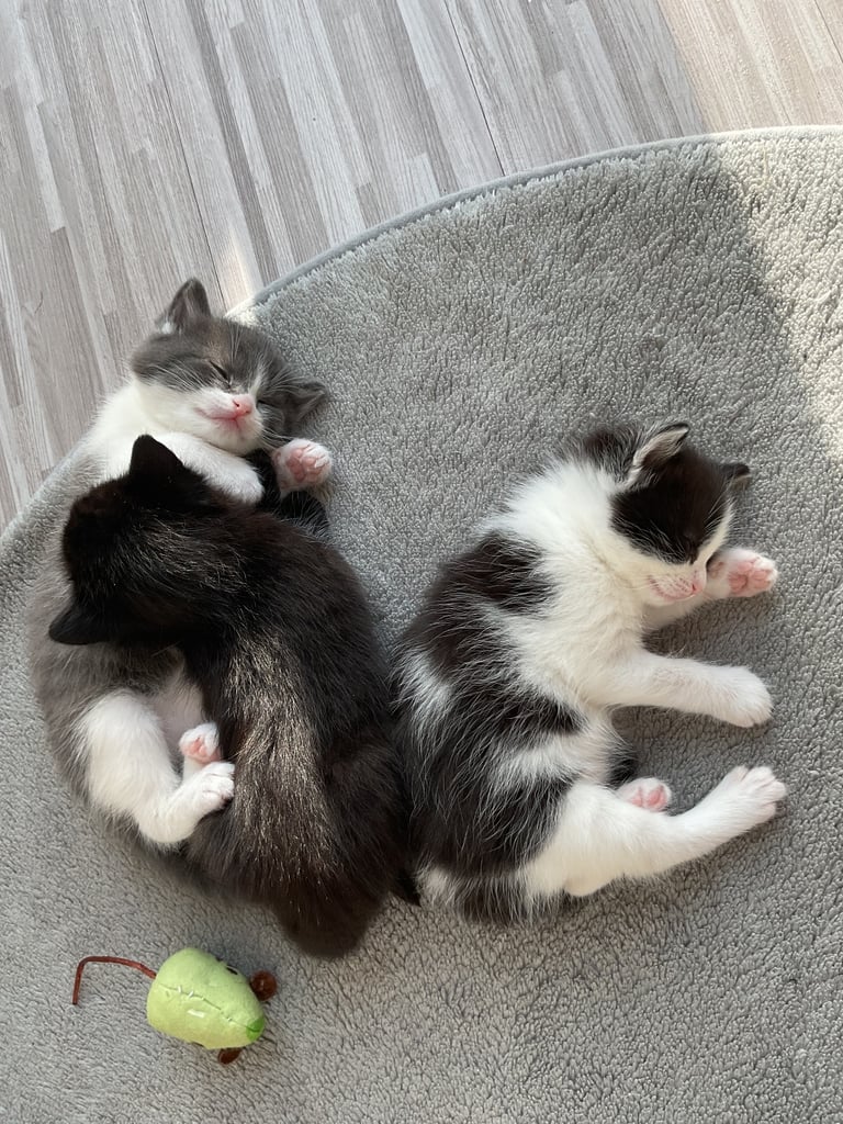 2 beautiful female kittens for sale 