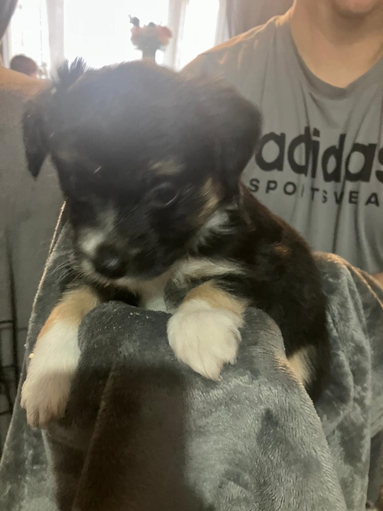 Border Jack Puppies
