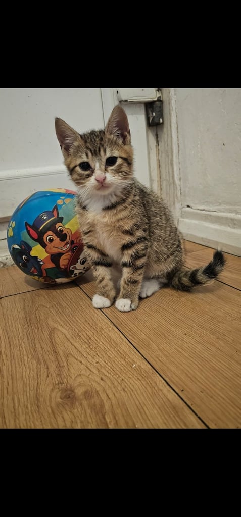 Kitten
