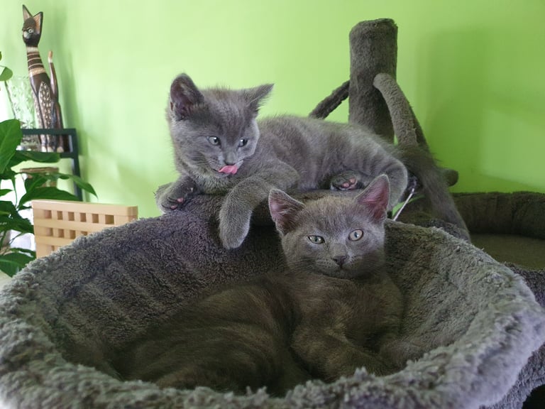 Russian Blue kitten for sale