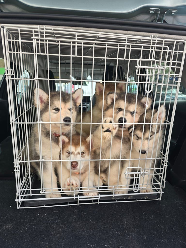 2 alaskan malamute girls ready to go now!!