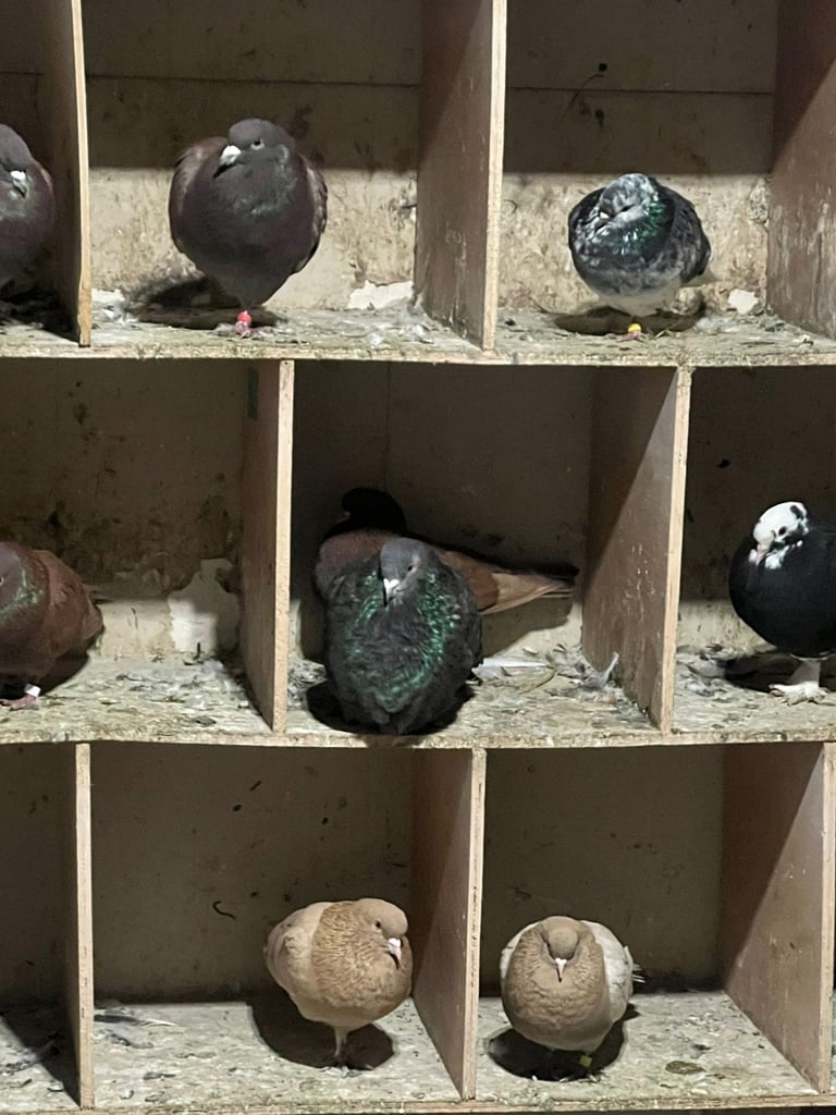 Beautiful pigeons for sale in Edinburgh from £10