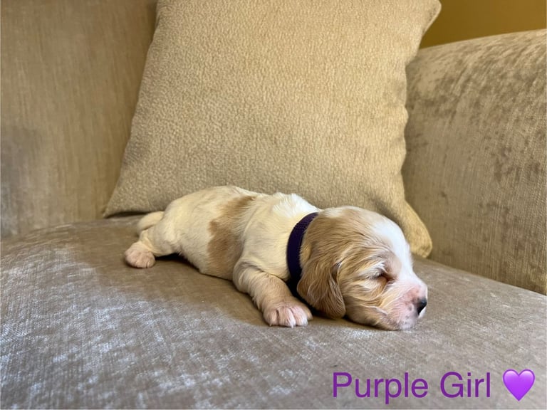 ✨ Show Cocker Spaniel Puppies For Sale ✨