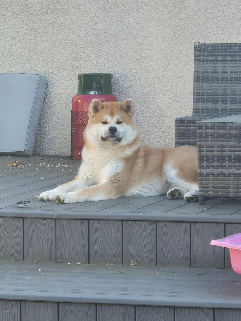 Japanese akita