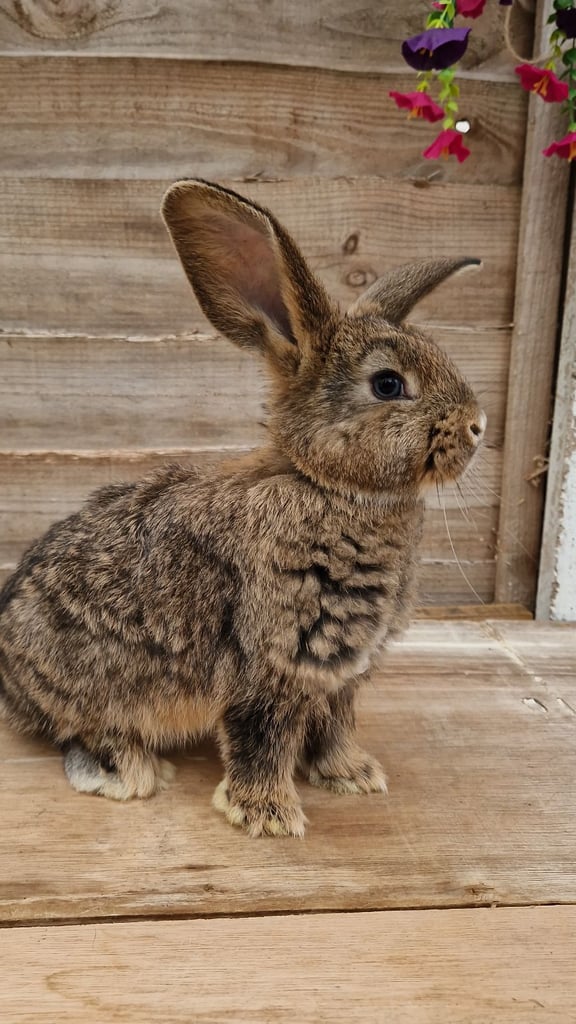 Gorgeous male rabbits looking for their loving homes