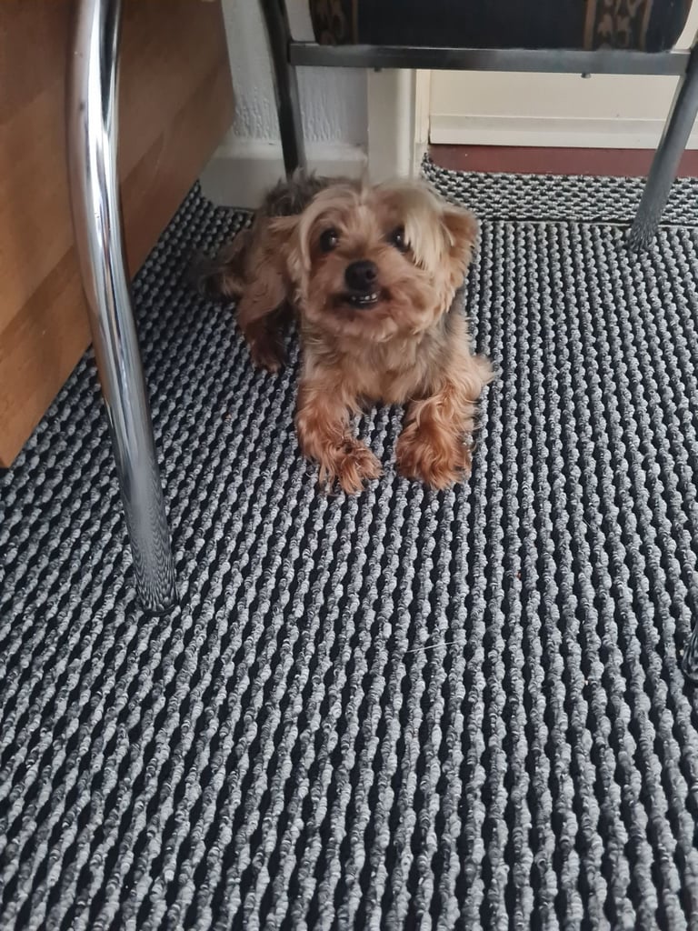 Yorkshire Terrier for sale 