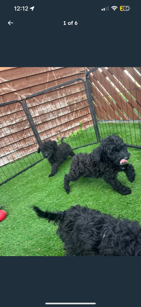 F2b cockapoos 