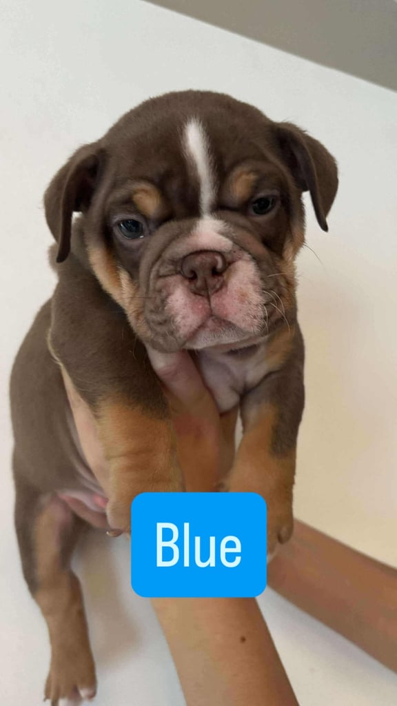 Stunning English Bulldog Puppies 