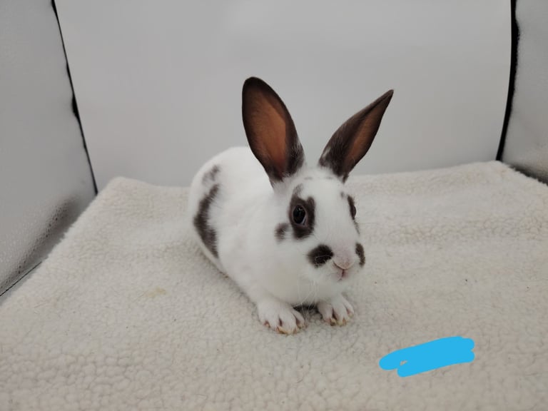 4 lovely mini rex boys