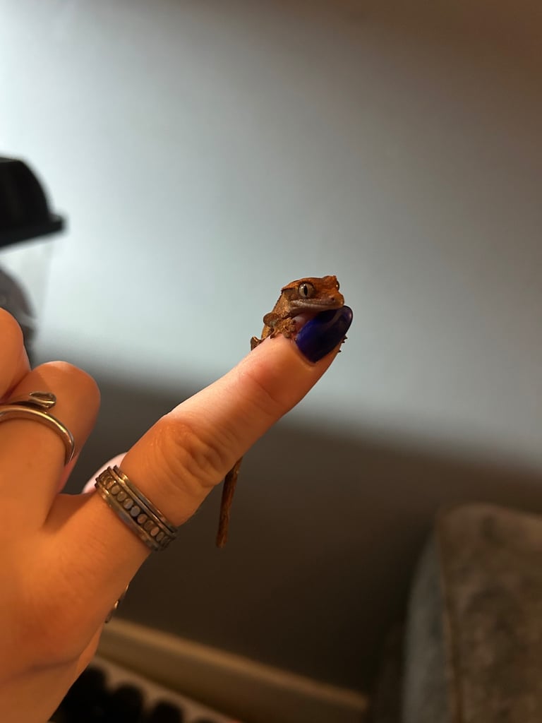 Crested Geckos