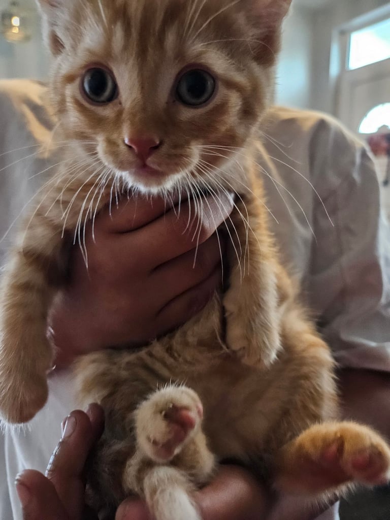Ginger female kitten ready now