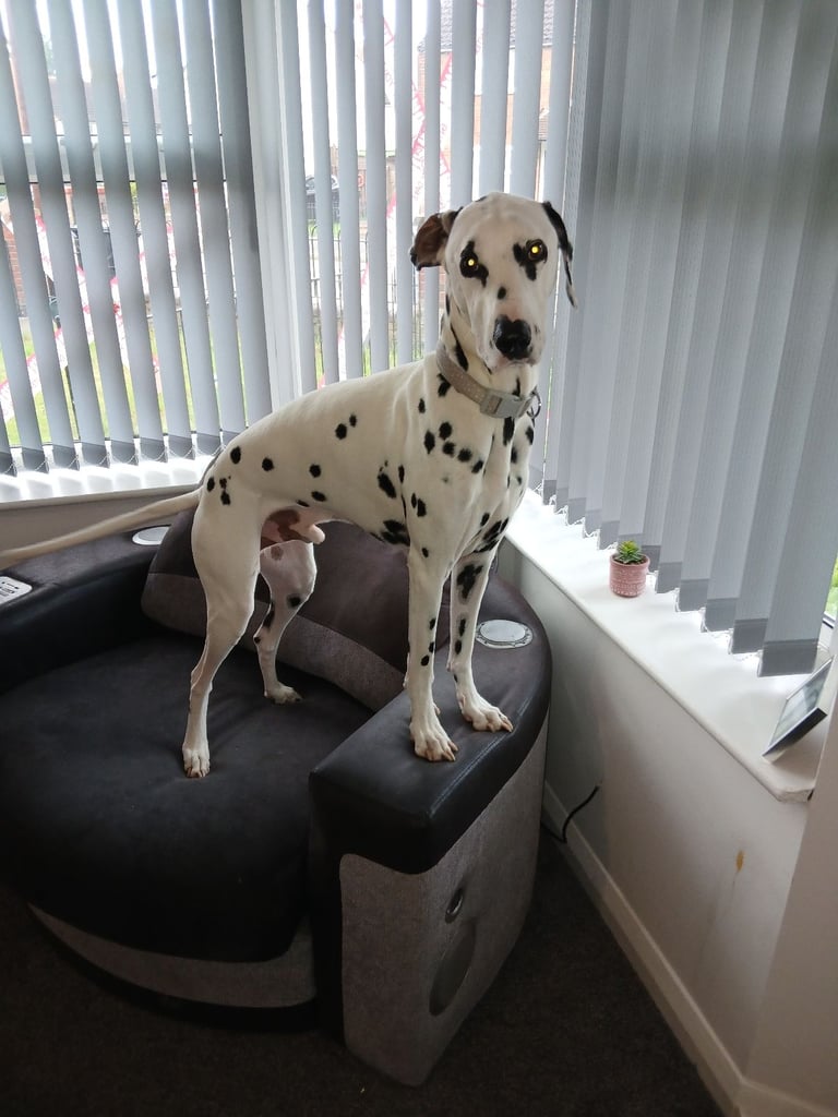 Dalmation