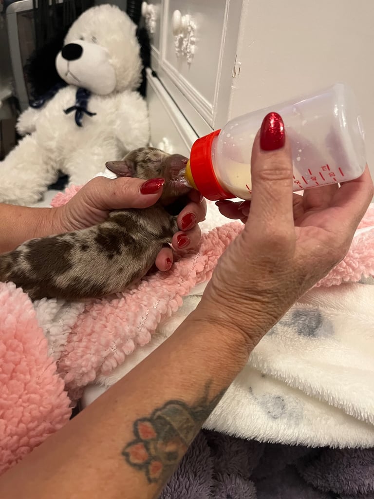 Dachshund baby boy