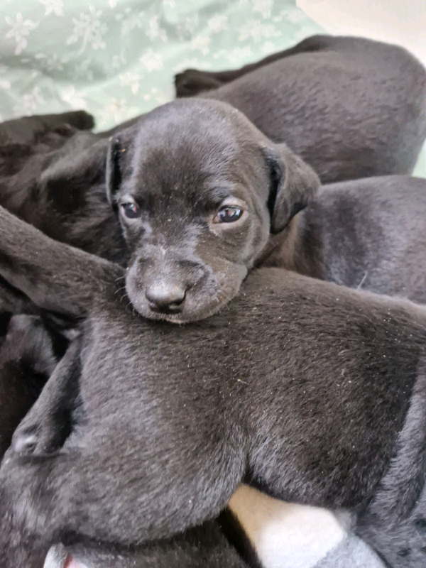 Labrottie pups labrador/rottweiler cross