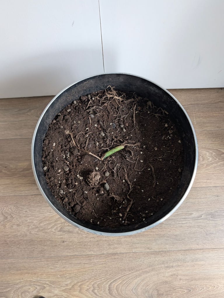 Short Plant Pot