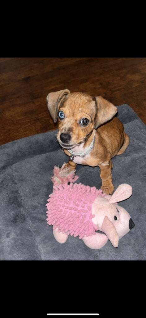 Miniature chiweenie
