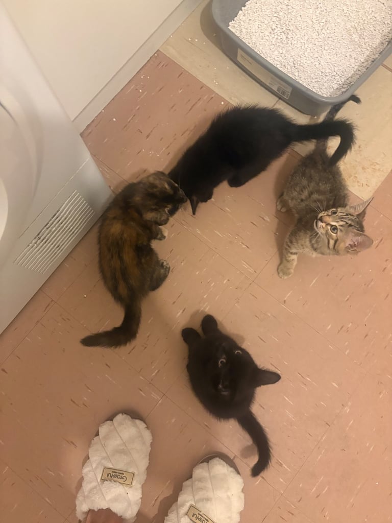 4 kittens 