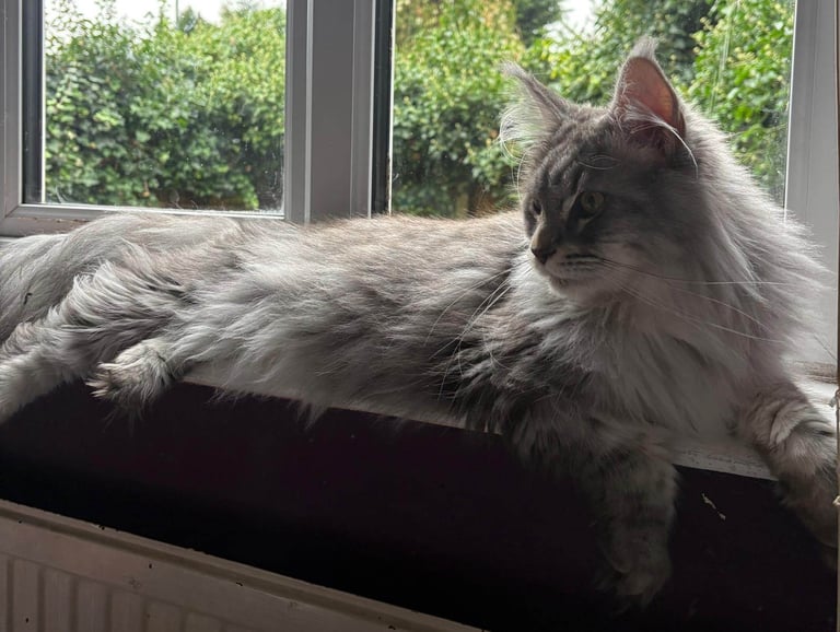 Majestic Maine Coon Male Silver and White 