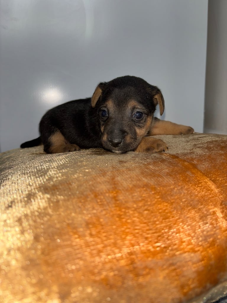 Two gorgeous Jack Russell puppies left