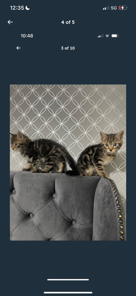 2 male tabby cats