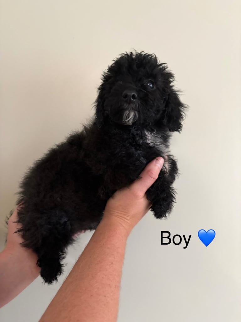 Poochon puppies
