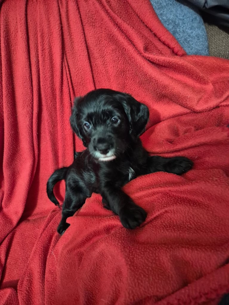 Poodle cross puppies for sale