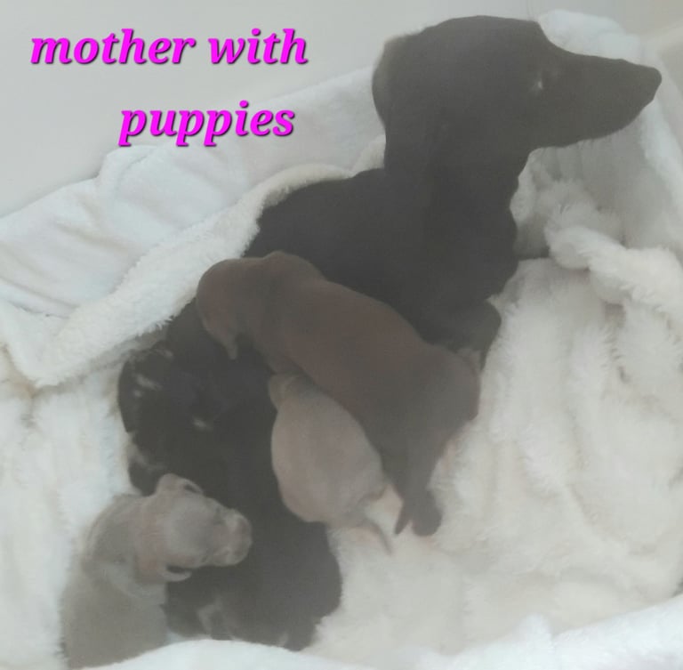Miniature super tiny dachshund puppies 