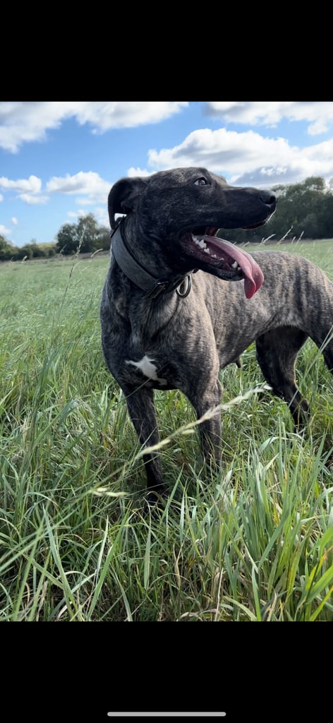 *Bull x lurcher pups for sale*