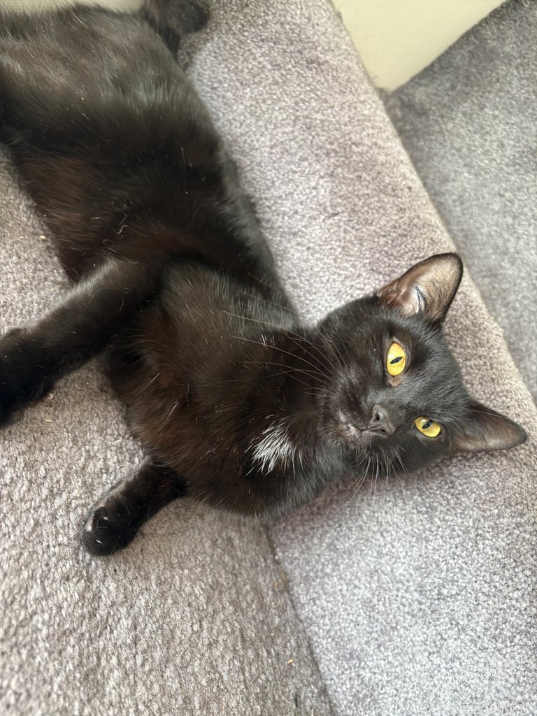 ***Lovely Cat*** £30