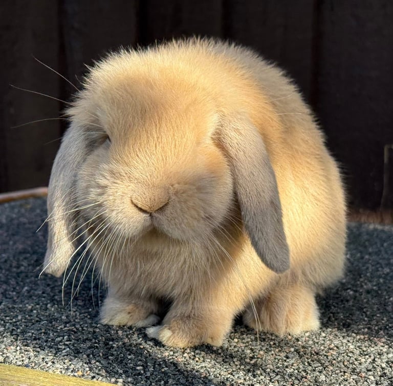 Lilac torte mini lop doe 
