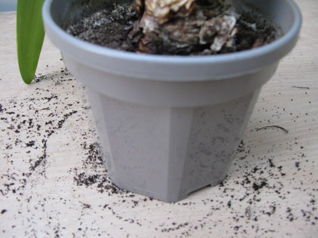 Amaryllis plant