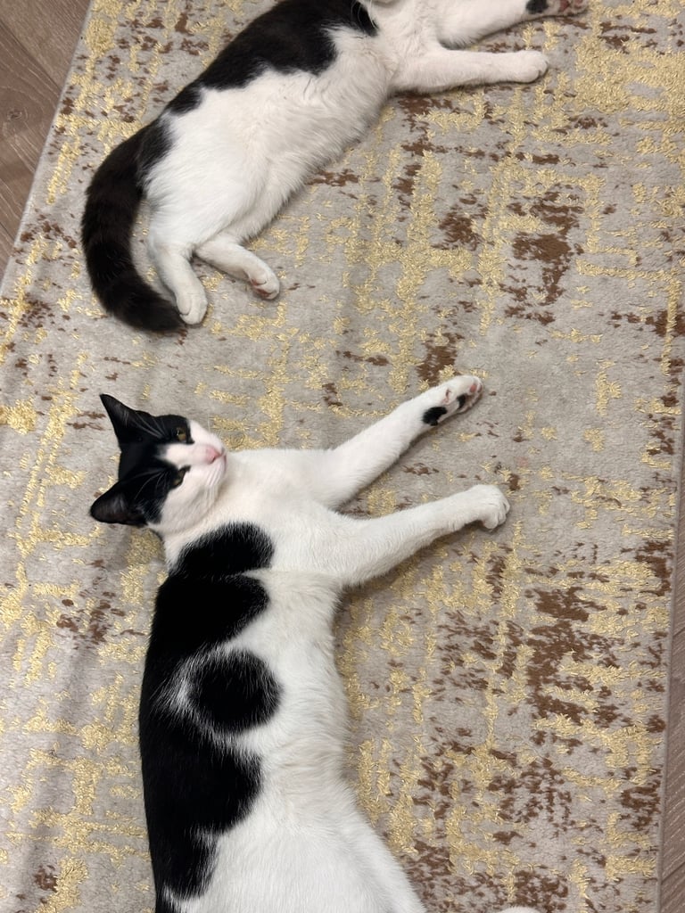 Beautiful Domestic Cats – Mum, Dad & 3 Adorable Kittens (2 Boys, 1 Girl)