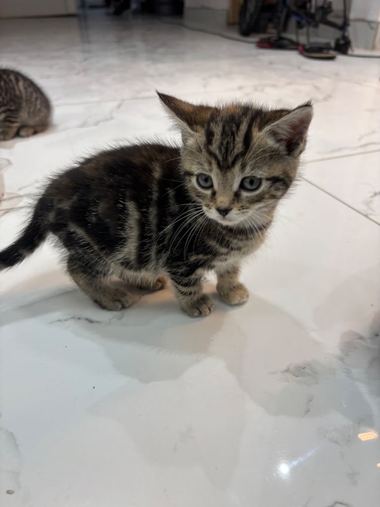 Tabby kittens 