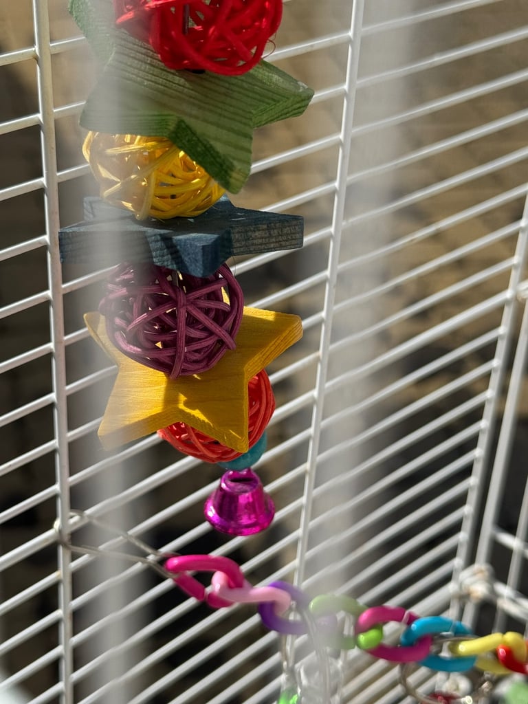 Baby budgies