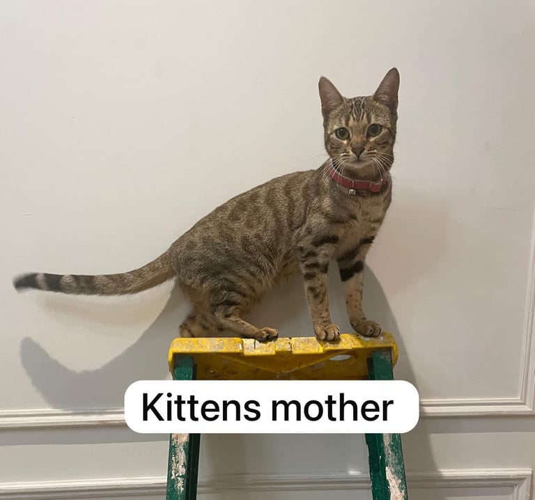 Bengal Mixed Kittens 