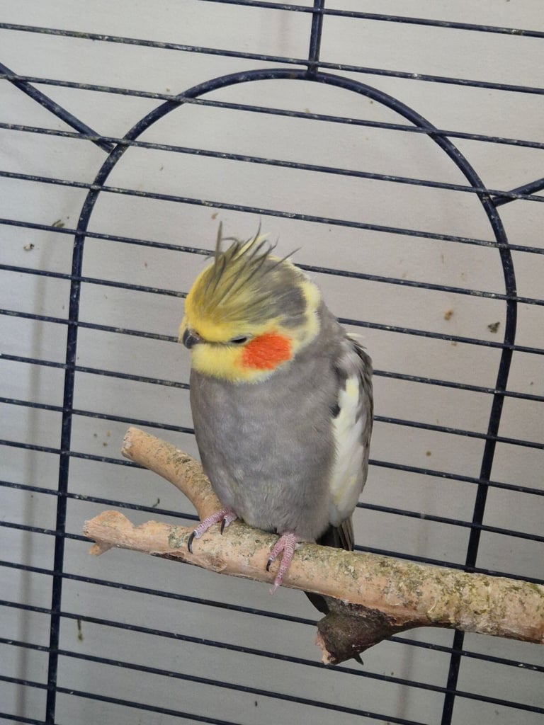 Cockatiels