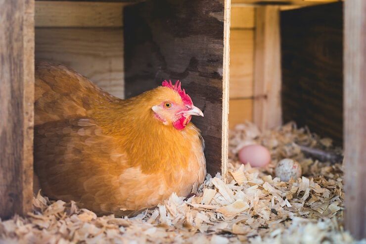 🌿 LAND WANTED – OFF-GRID SMALLHOLDING PROJECT 🌿