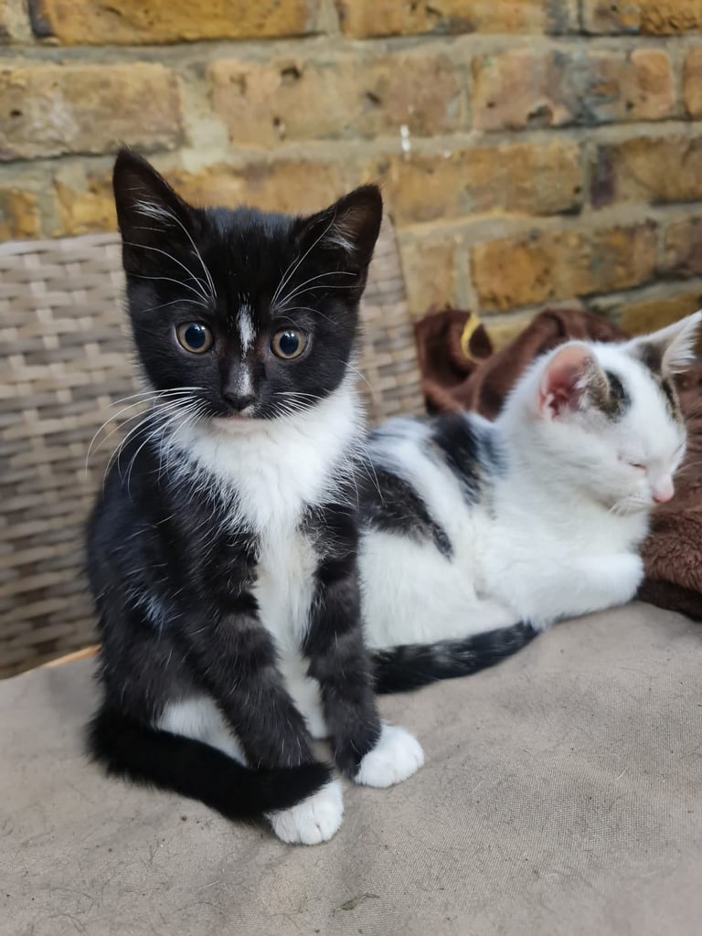 2 months old kittens