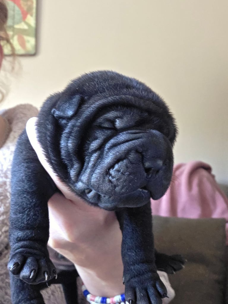 Shar pei puppies for sale 