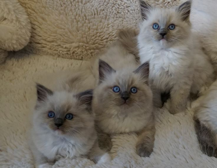 3 adorable ragdoll kittens 