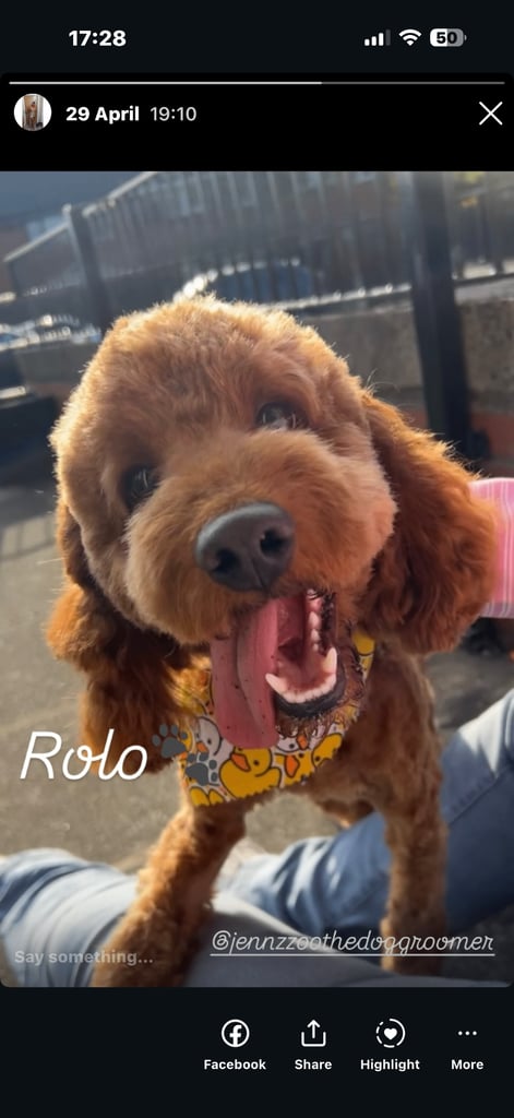Energetic 1-Year-Old Cockapoo Named Rolo – Rehoming Due to Family Circumstances