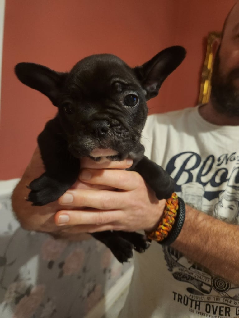 French Bulldog Puppies