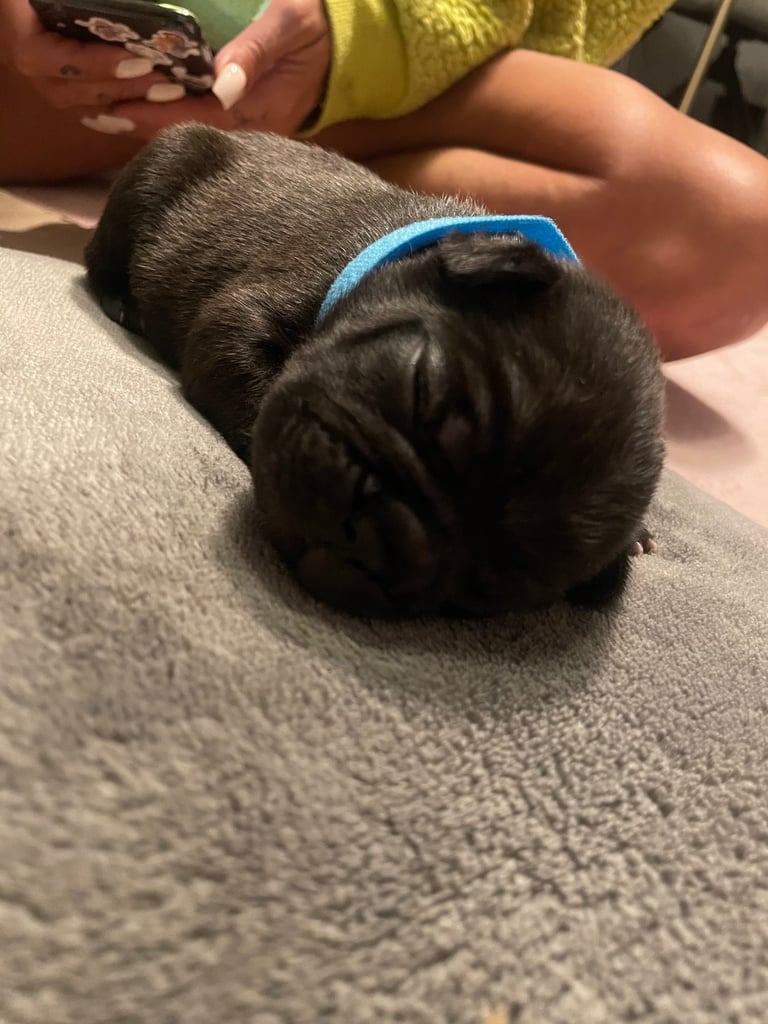 French bulldog puppies