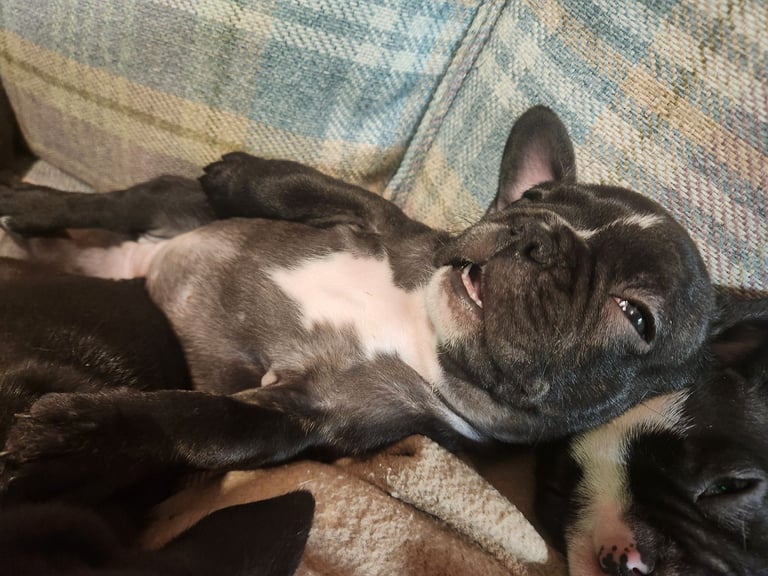 French Bulldog Puppies