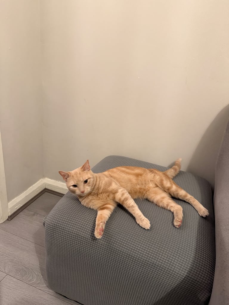 Beautiful orange tabby mixed cat